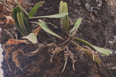 Schoenorchis latifolia